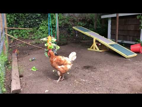3 ways to enrich the lives of backyard chickens - BC SPCA