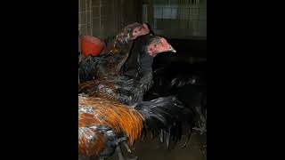 Download lagu muda belia #shorts mp3