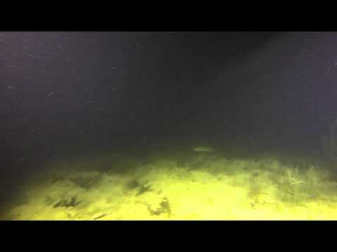 Der 2 Meter Wels im Pichlinger See, Pichlinger See,Österreich