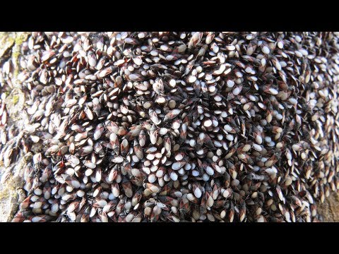 Rjava lipovka (Oxycarenus lavaterae) na drevesih