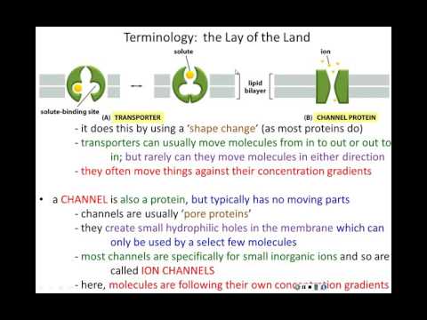 Lecture 12 - Membrane Transport (Chapter 12)