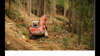 Furt de arbori în Parcul Național Munții Rodnei