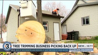 Tree trimming business picking back up