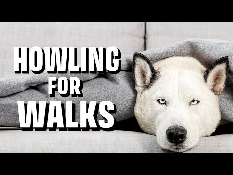Howling for Walks: A Husky's Walk-time Antics