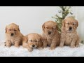 Golden Retriever dogs for sale: Holiday  - Video 1