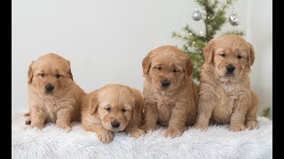 Video preview image #1 Golden Retriever Puppy For Sale in NEWPORT, PA, USA