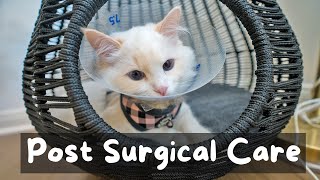 What to Expect When You Spay or Neuter Your Cat | The Cat Butler