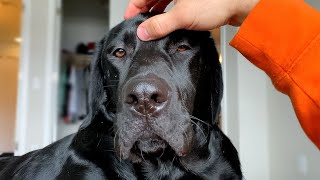 My Dog Gets A Face Massage!