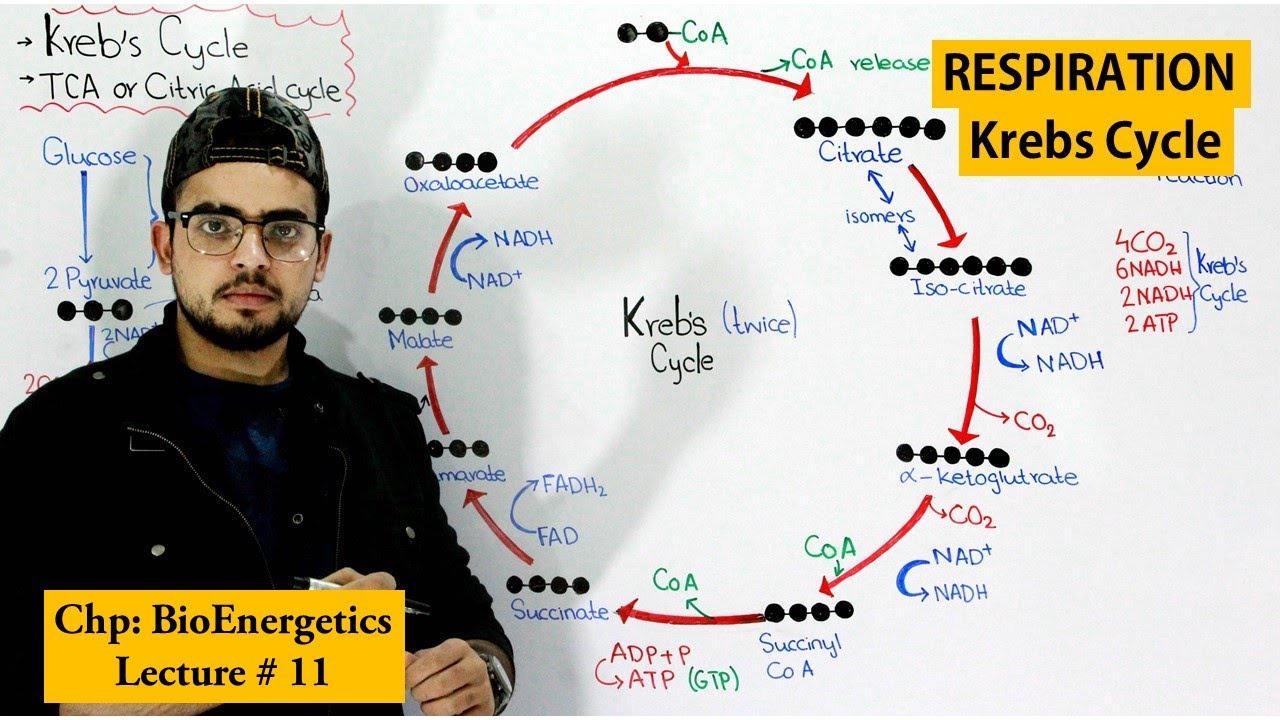 Krebs Cycle