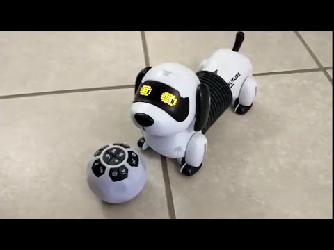 Follow The Dachshund Robot Puppy - Cute and Fun!!