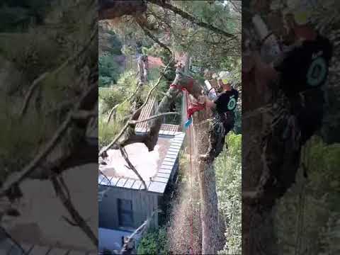 démontage d'un pin en rétention la baule élagage abattage vert d'horizon