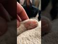 Tuxedo Cat S Paws Are So Cute ‍ Paws Kitten Shorts Cat