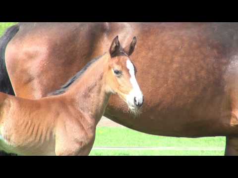 Fohlen v. Keaton - Castelan II