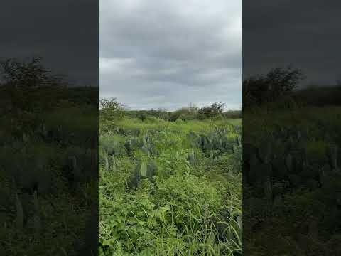 🌾 FAZENDA ROÇADO DO MATO – ÁREA FORMADA, ÁGUA E ESTRUTURA COMPLETA NO CARIRI PARAIBANO 🌾