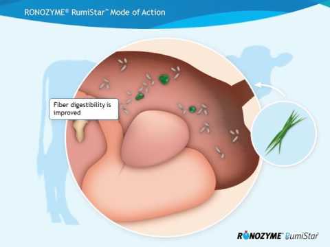 Heat Stable Yeast For Cattle Feed - DSM Levabon Rumen E