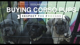 CUTE CANE CORSO PUPPIES: RESPECT THE BUYING PROCESS