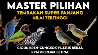 Download lagu Lawan Langsung Tepar !! MASTERAN BURCIL ROLL TEMB4K FULL SPEED RAPAT‼️ mp3