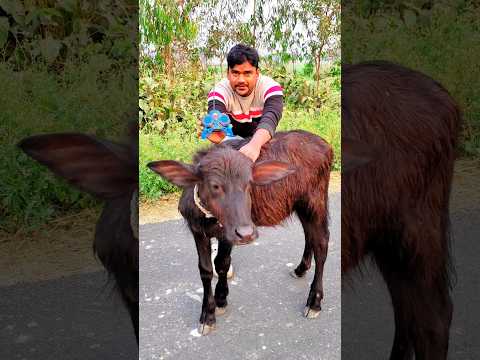 RC remote control Cube बछरा unboxing and testing 🔥#shorts #buffalo