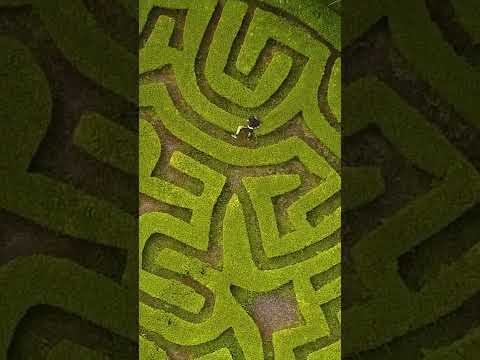 They said I was too dumb to solve this maze 🤡