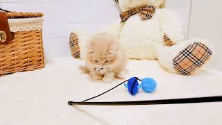 スコティッシュフォールドの動画02