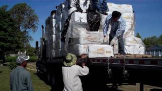 Peat Moss for Blueberry Plants - Growing Organic Blueberries with Peat Moss