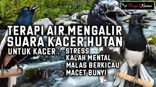 Download lagu Terapi Suara Kacer Di Hutan Dan Air Mengalir Untuk Kacer Macet Berkicau - BONJOL KICAU mp3