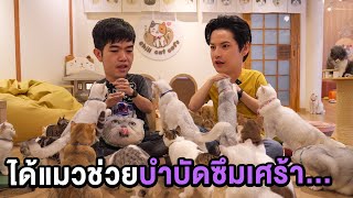 บุกคาเฟ่แมว รวมแมวสายซิ่ง!? ได้แมวช่วยบำบัดซึมเศร้า | ติดเต๋า