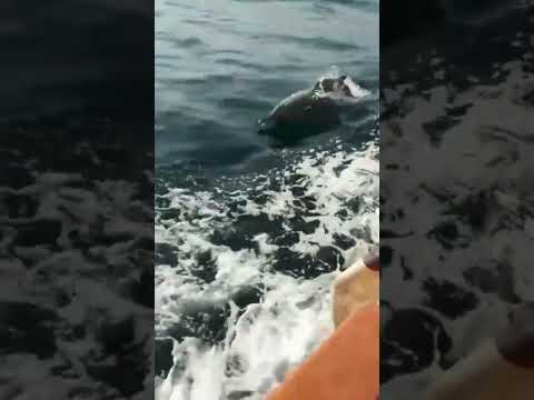 found a new species of  Dolphine with a strange dorcel #fish