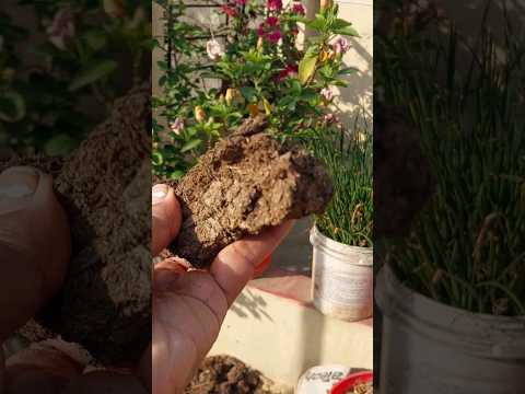 sbse best fertilizer  for every plants# gobar ka khad#terracegarden