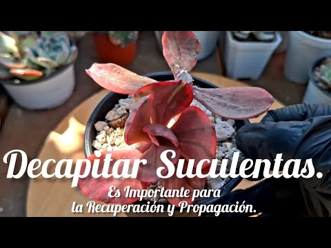 DECAPITAR SUCULENTAS | Es Importante para la Recuperación y Propagación. #plantas #plant #garden  