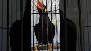 Download lagu Beo Bahan Gacor , Cerewet Terus #shortvideo #shorts mp3