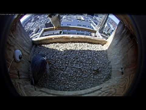 March 10 2021 Astrid joins Ares in the nest box 1128AM