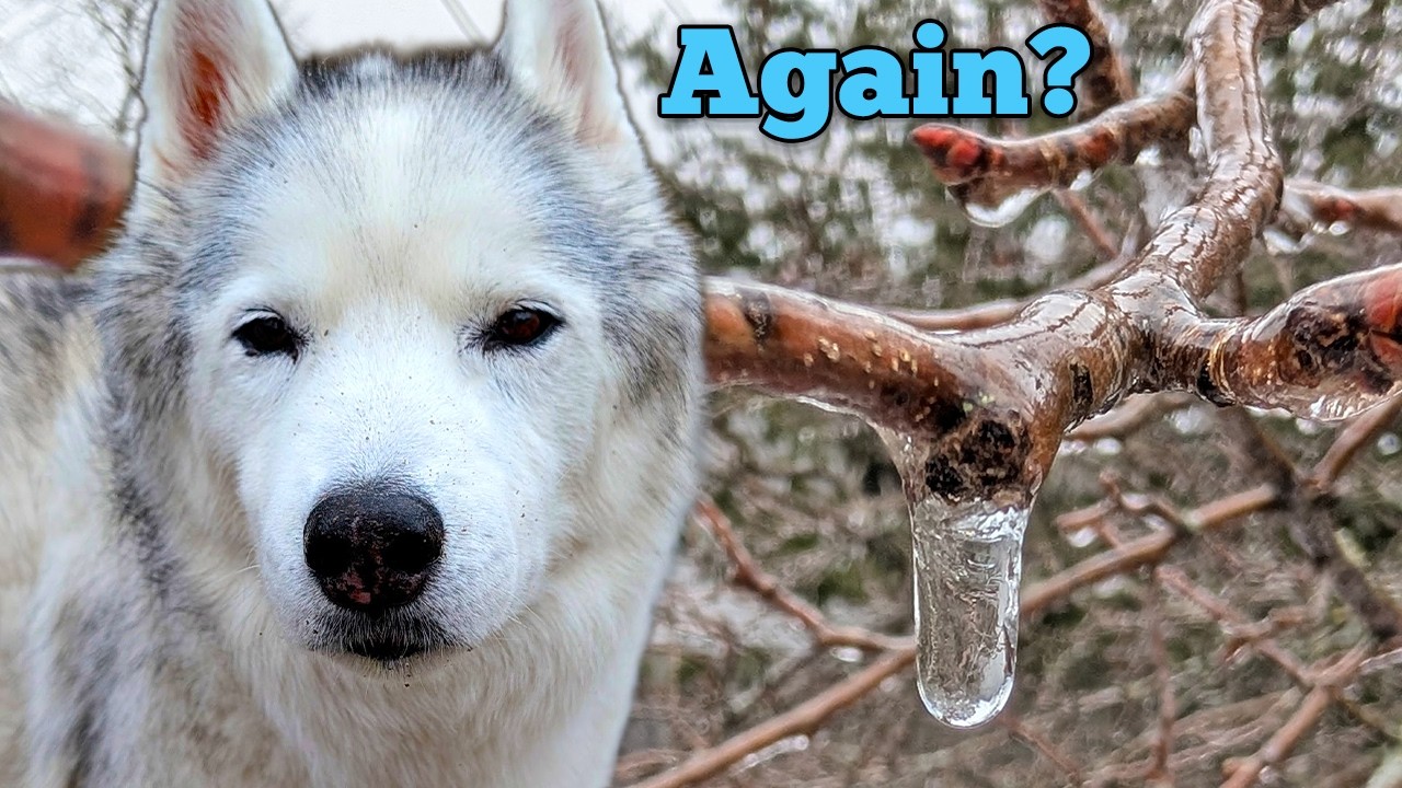 Are the Dogs Read for ANOTHER Ice Storm? ❄️ Michigan Weather is CRAZY!