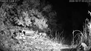 3️⃣🔴7/24 Kesintisiz Yaban Hayatından Canlı Yayın 🐾 (Türkiye'de ilk ve tek) camera Doğu2 🧭 live webcam
