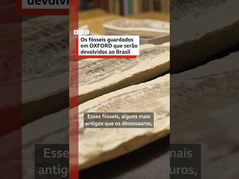 fósseis mais antigos que dinossauros voltarão ao Brasil