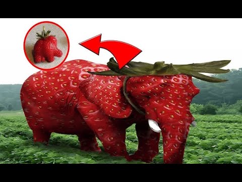 VALORANT, Kordhell - VYSE (iskai remake)