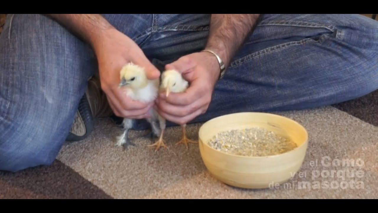 Watch GALLINAS - El mejor pienso ecológico para gallinas Now GALLINAS - El mejor pienso ecológico para gallinas