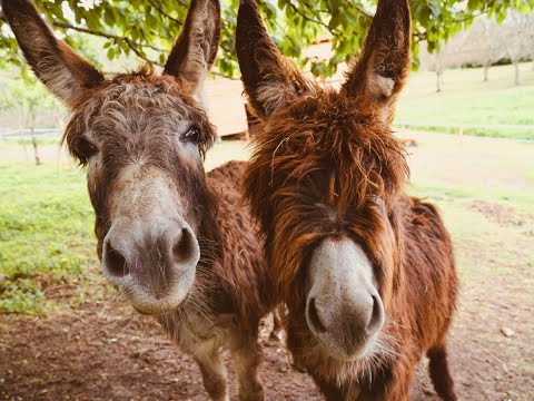 NO son #Carpinchos, SON INVADIDOS POR  BURROS !