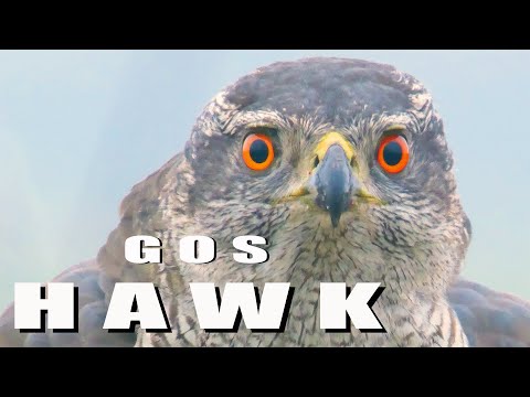 Birds of prey — Northern Goshawk identification guide