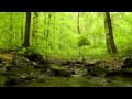 60 minutes of Woodland Ambiance (Nature Sounds ...