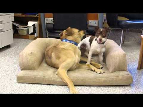 Brownie, an adopted Terrier & Chihuahua Mix in Hood River, OR_image-1