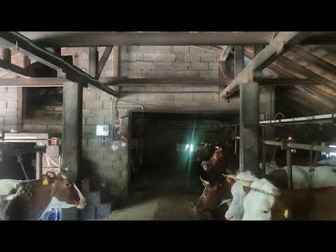 Farma mliječnih krava- VASIĆ LIPLJE