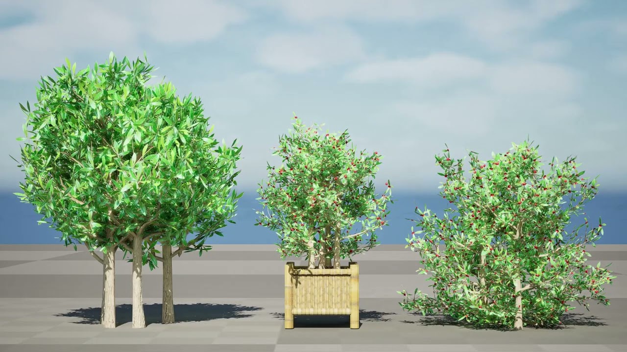 South African Miracle Berry Plant 3D Model