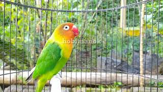 Download lagu Lovebird full Ngetik Ngekek panjang!! pancingan Lovebird ngetik ngekek ampuh mp3 Download lagu Lovebird full Ngetik Ngekek panjang!! pancingan Lovebird ngetik ngekek ampuh mp3