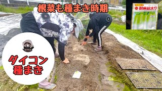 I planted radish seeds [disease resistant and thick] [radish] [home garden]