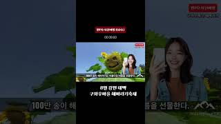 #8월태백여행 #구와우마을해바라기축제