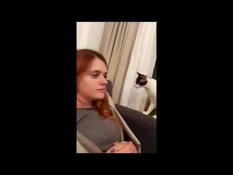 Unbelievable Caught On camera | Cat videos #3