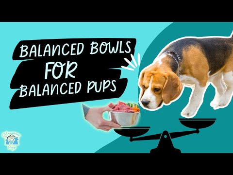 Optimize Your Dog’s Diet: Simple Nutrition Tips for Peak Health & Happy Pups