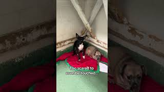 Video preview image #1 Italian Greyhuahua Puppy For Sale in Huntley, IL, USA