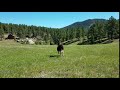 Llama running at Midsummer camp in Bailey, Colorado